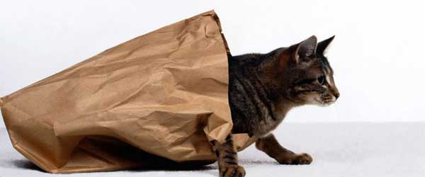 cat-bag.jpg